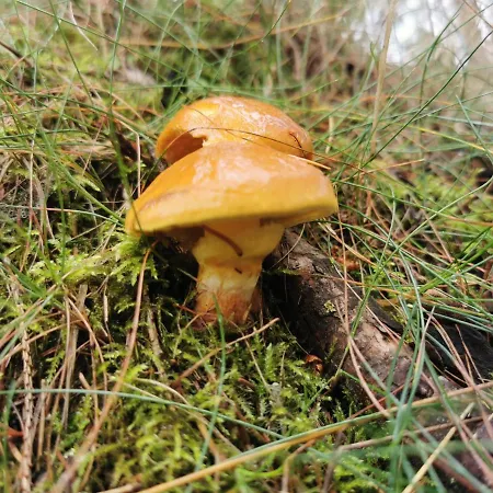 Apartament Chillout 4you *