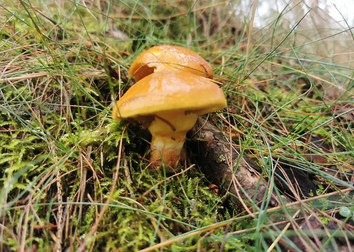 Apartament Chillout 4you *