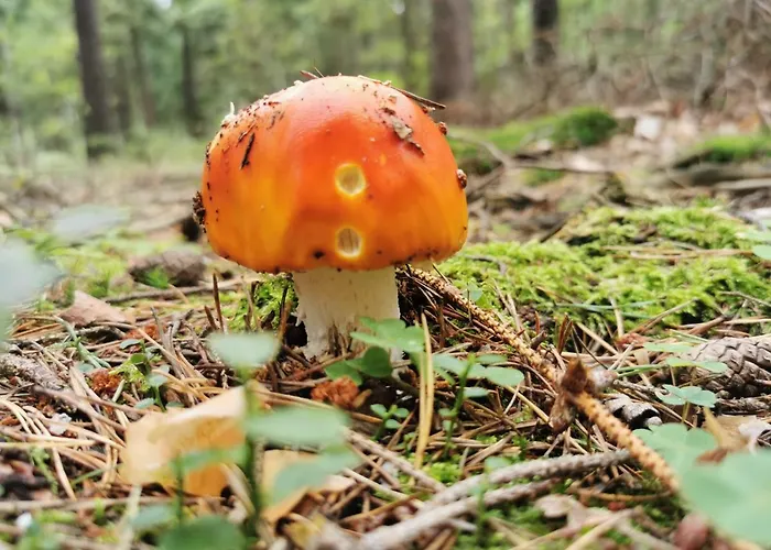 Apartament Chillout 4you Świeradów-Zdrój