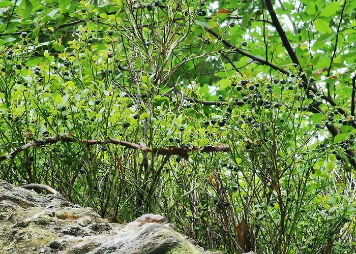 Chillout 4you Apartament